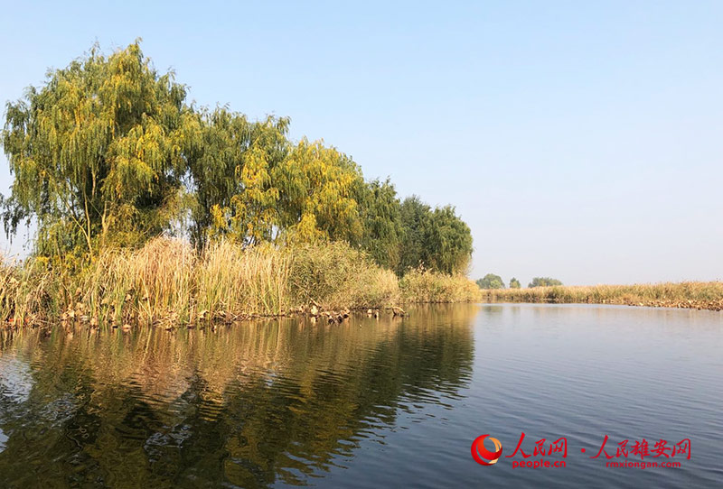 Autumn scenery in Xiongan New Area, north China's Hebei Province