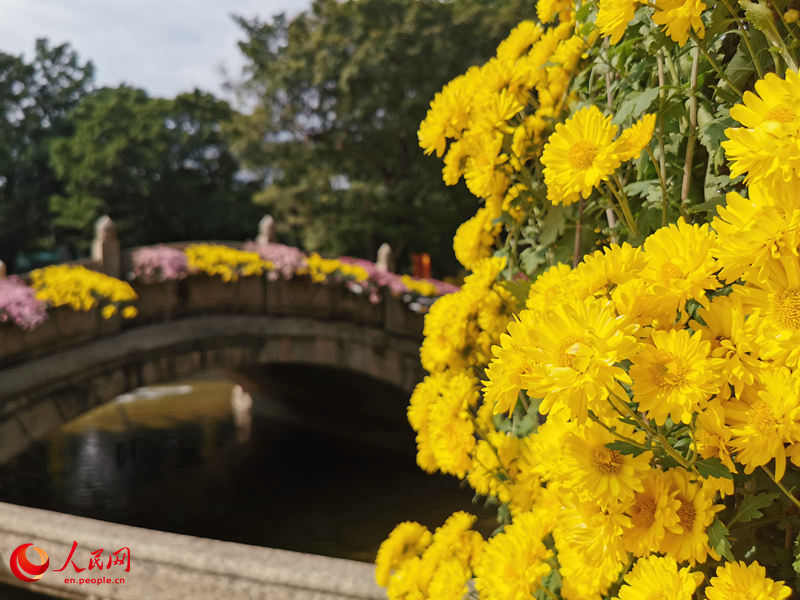 Chrysanthemum Festival held in Guangzhou, South China