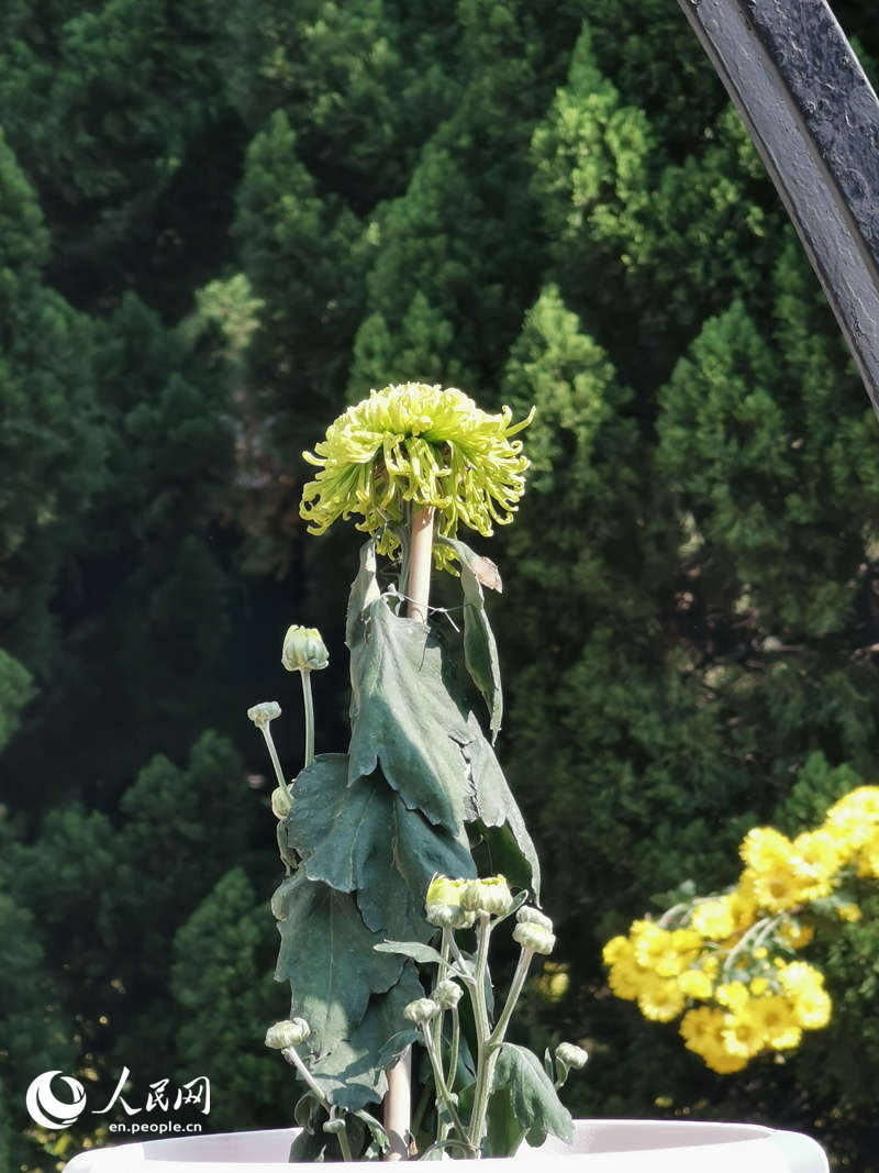 Chrysanthemum Festival held in Guangzhou, South China