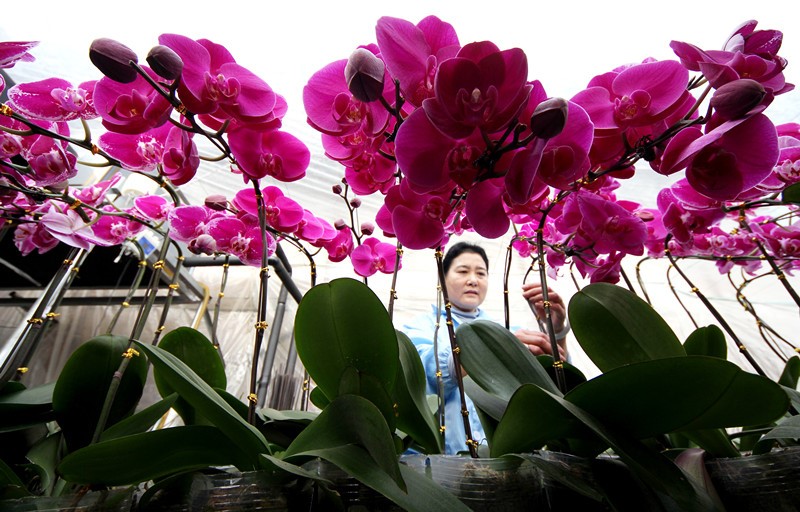 Young people become important driving force for rural revitalization in E China’s Shandong