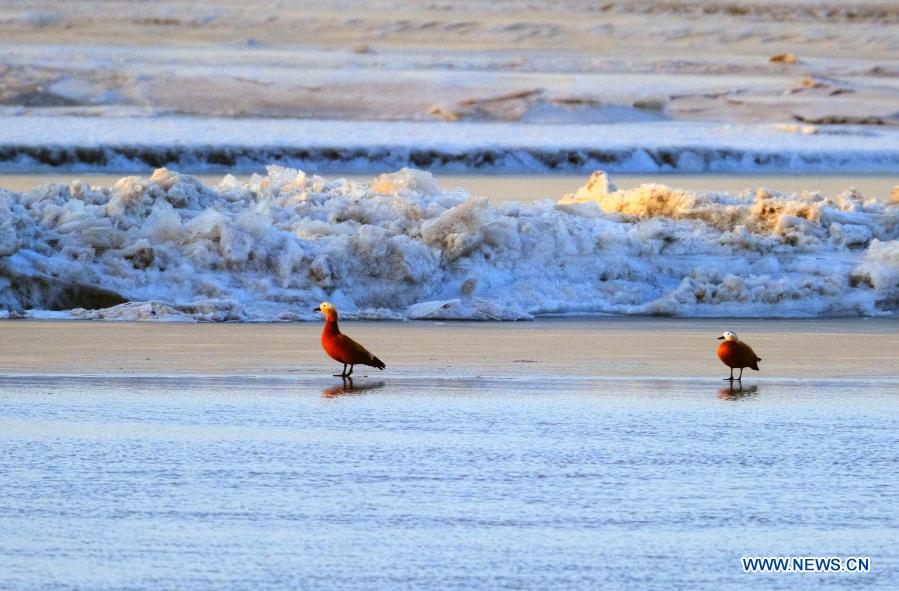 Winter scenery of Yellow River's middle reaches in Dalad Banner, N China