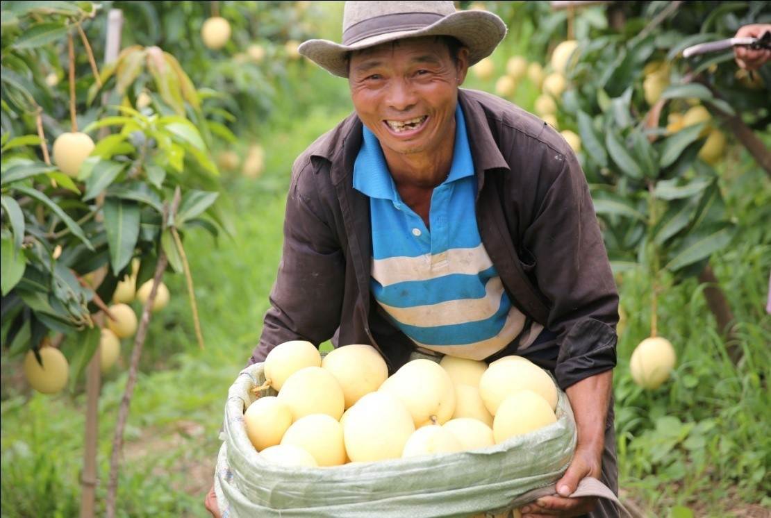 Village in SW China’s Yunnan shakes off poverty by boosting development of mango industry