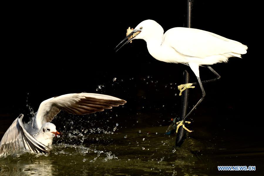 Birds forage in Kuwait City