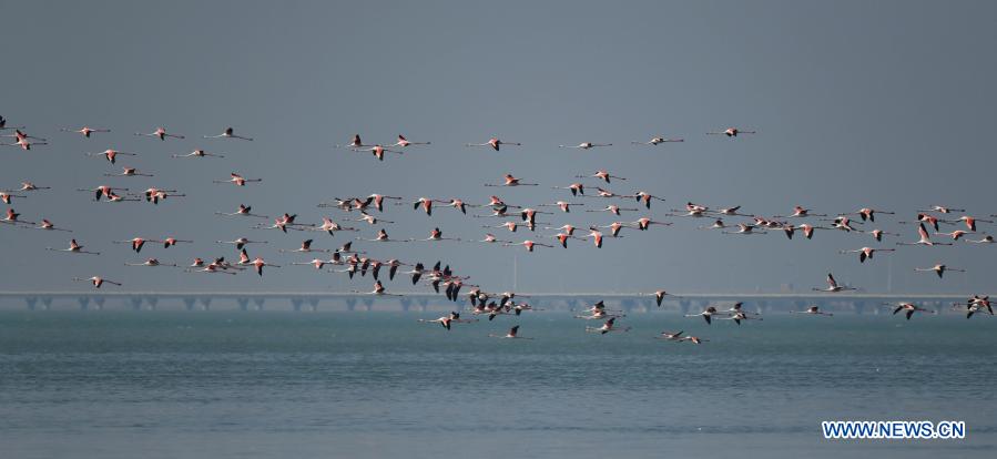 Birds forage in Kuwait City