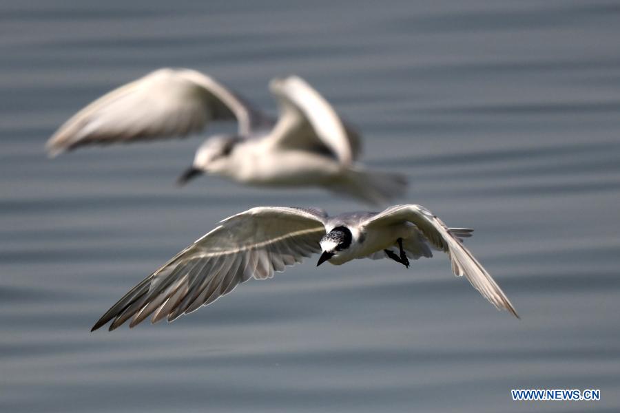 Birds forage in Kuwait City