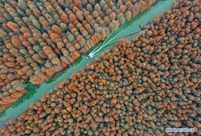 Scenery of cypress trees in Xiantao, Hubei