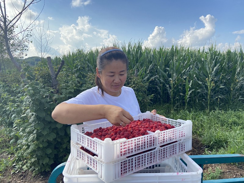 Raspberry cultivation agent in NE China helps drive income growth for villagers