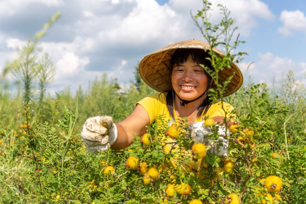 Village in SW China explores roxburgh rose industry, lifts residents out of poverty