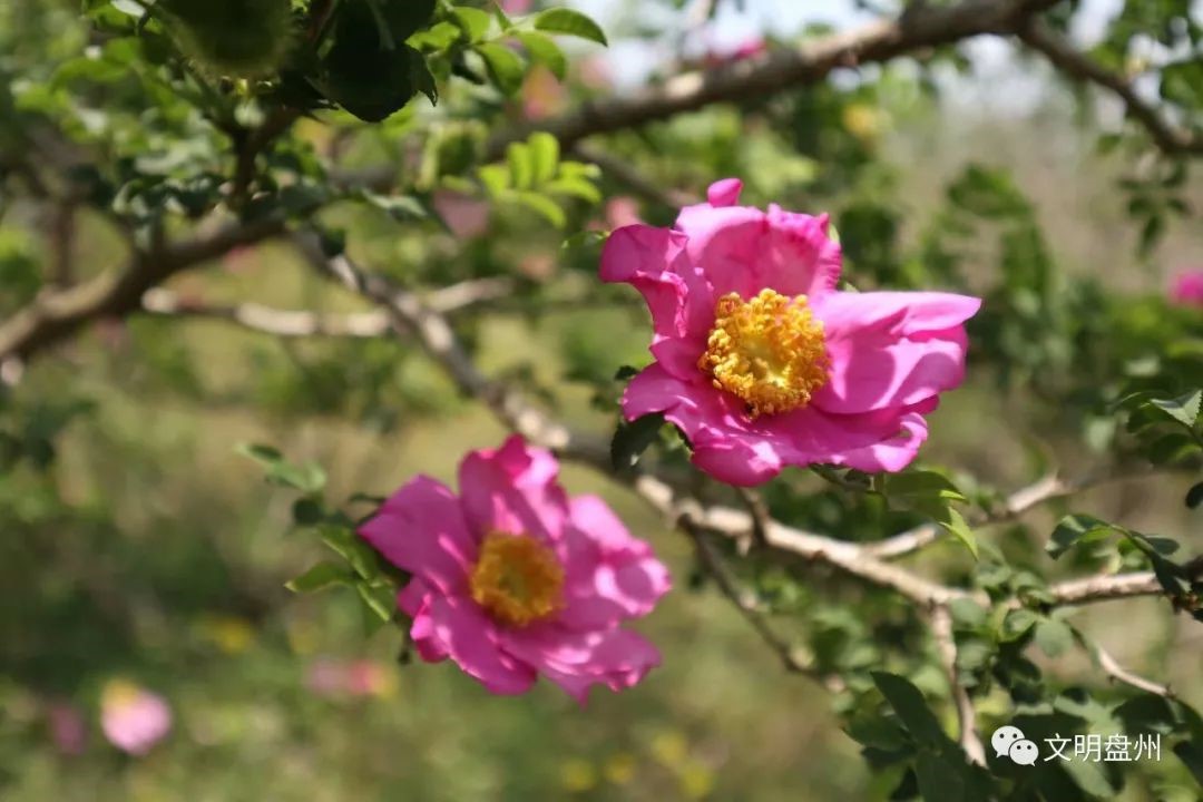 Village in SW China explores roxburgh rose industry, lifts residents out of poverty