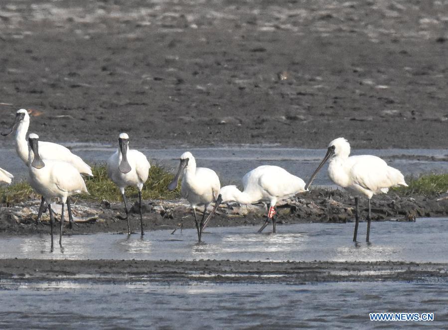 Black-faced spoonbills seen at salt field in Hainan