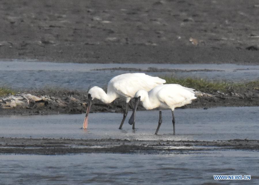 Black-faced spoonbills seen at salt field in Hainan