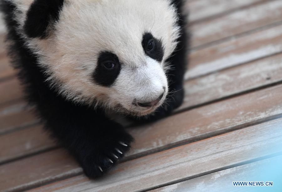 Giant panda cubs play at Qinling breeding and research center in Shaanxi