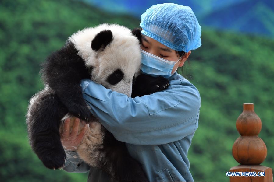 Giant panda cubs play at Qinling breeding and research center in Shaanxi