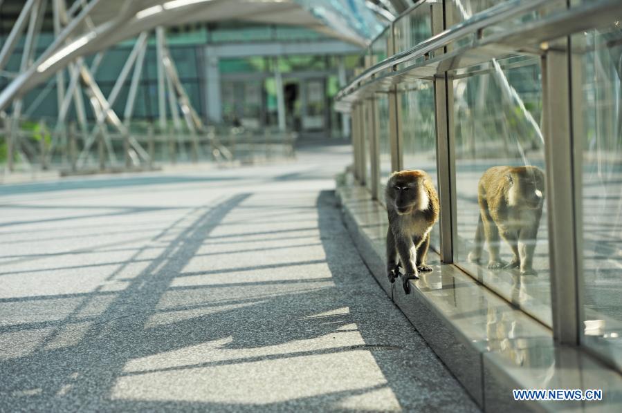 Wild long-tail macaque seen in Singapore's Marina Bay