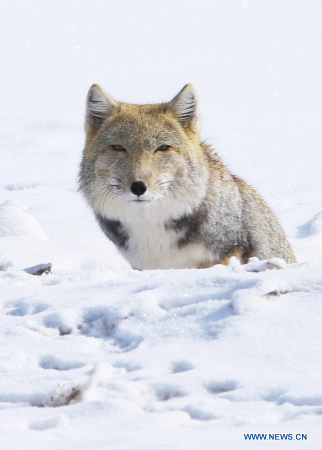 Tibetan fox pictured after snow in Jiuquan, Gansu