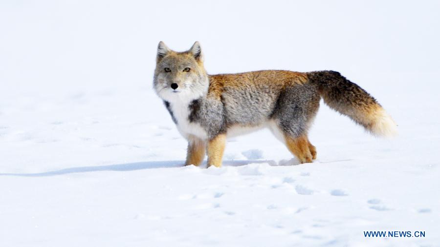 Tibetan fox pictured after snow in Jiuquan, Gansu