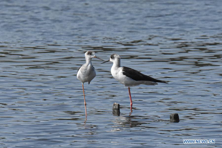 Swamps, surveys and endangered species: the barefoot bird-watchers of Hainan