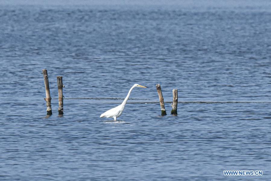 Swamps, surveys and endangered species: the barefoot bird-watchers of Hainan