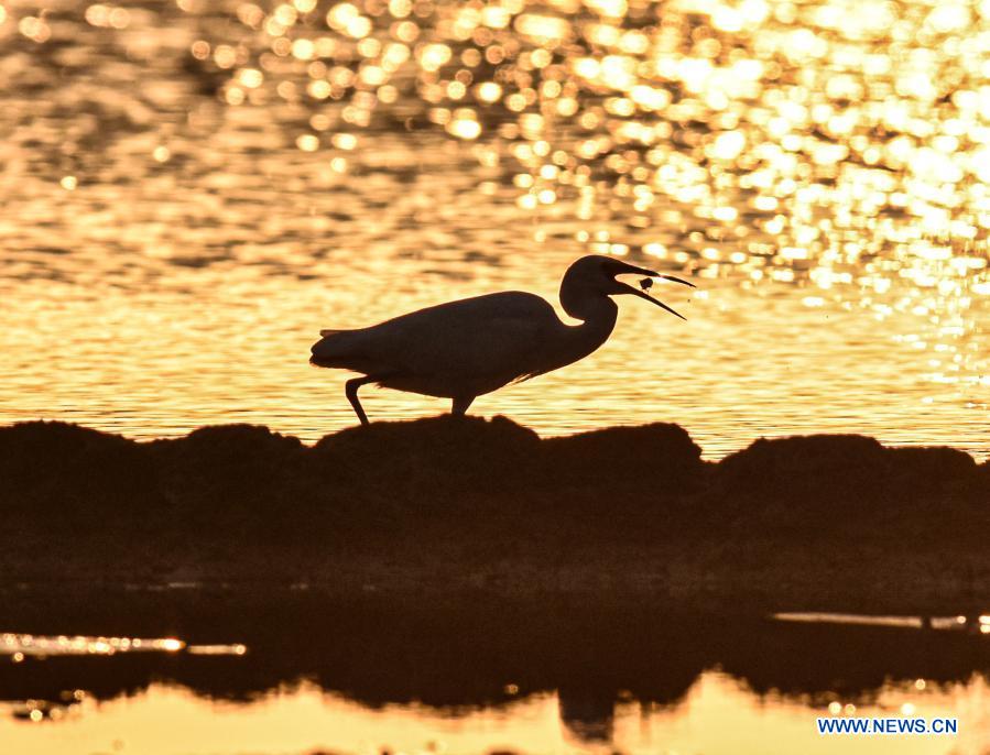 Swamps, surveys and endangered species: the barefoot bird-watchers of Hainan