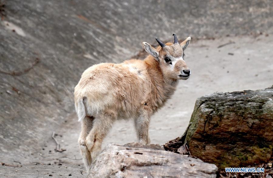 Addax cub seen at Shanghai Zoo