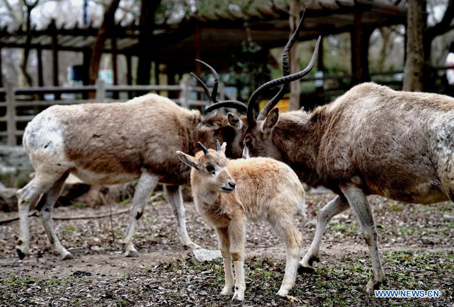 Addax cub seen at Shanghai Zoo