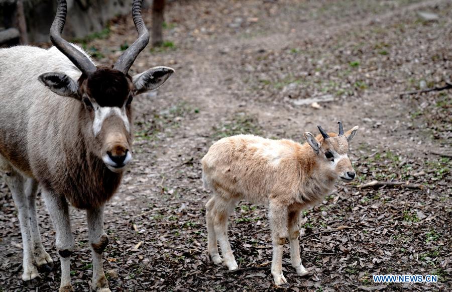 Addax cub seen at Shanghai Zoo