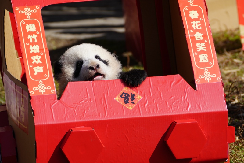 Panda cubs pose for Lunar New Year photo