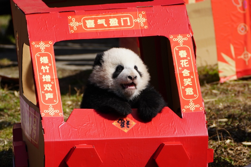 Panda cubs pose for Lunar New Year photo