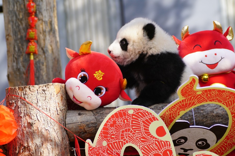 Panda cubs pose for Lunar New Year photo