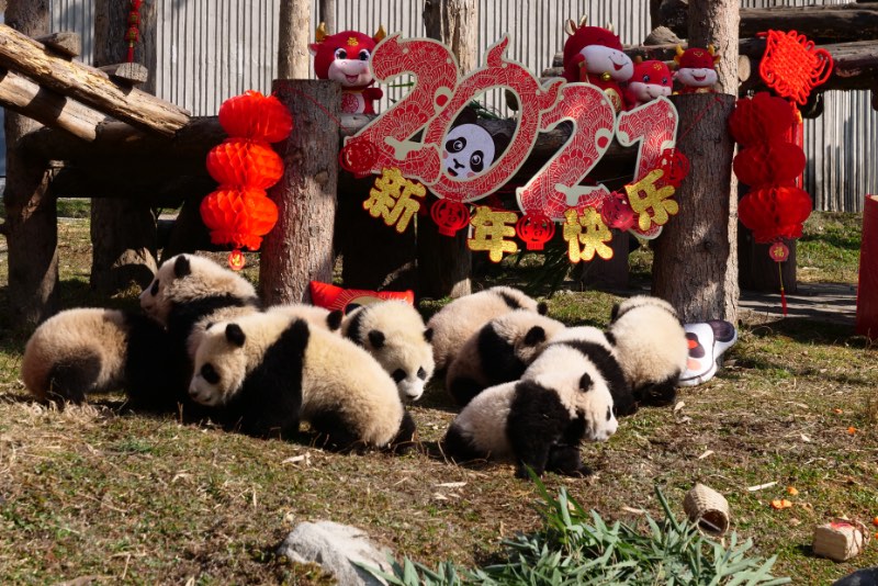 Panda cubs pose for Lunar New Year photo