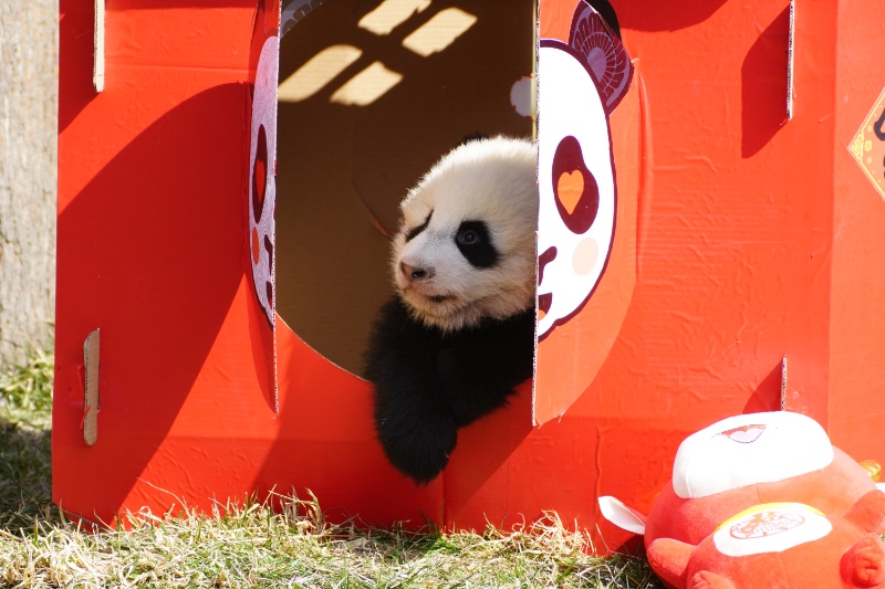 Panda cubs pose for Lunar New Year photo