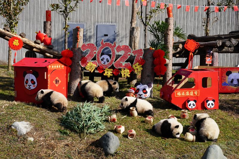 Panda cubs pose for Lunar New Year photo