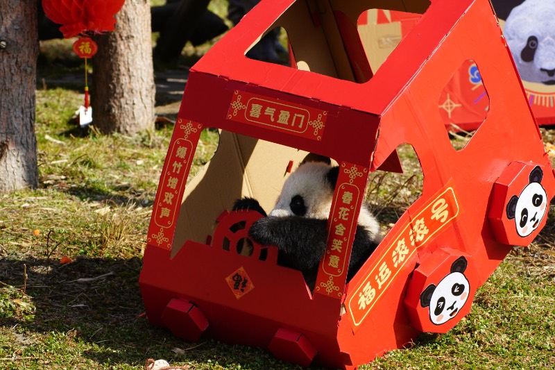 Panda cubs pose for Lunar New Year photo