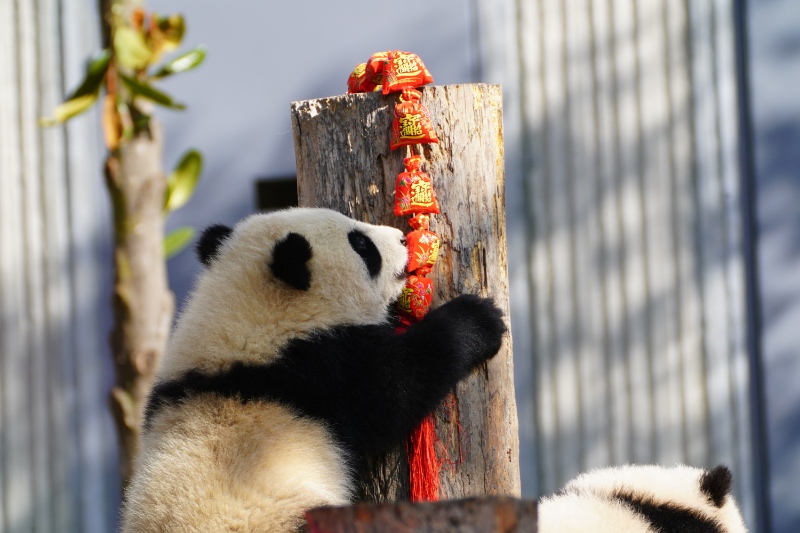 Panda cubs pose for Lunar New Year photo