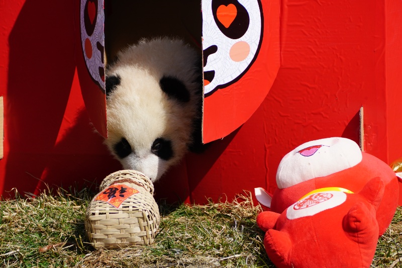 Panda cubs pose for Lunar New Year photo