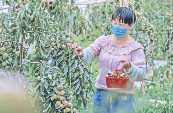 Fruit industry leads Xinjiang's Aksu to prosperity