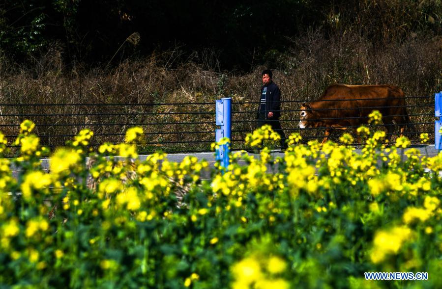 Villagers in Guizhou busy with farm work in early spring