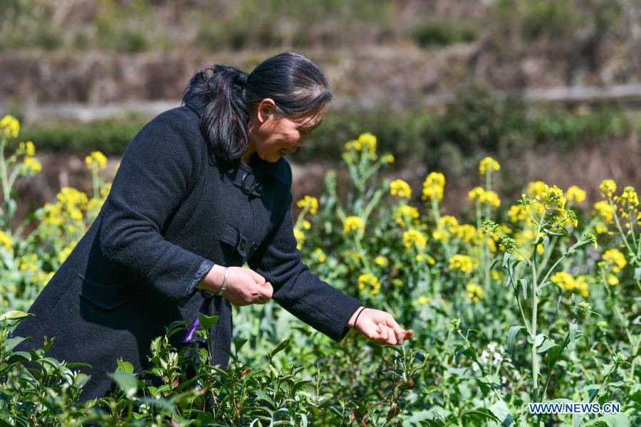 Villagers in Guizhou busy with farm work in early spring