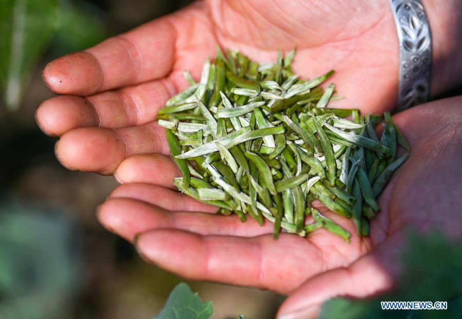 Villagers in Guizhou busy with farm work in early spring