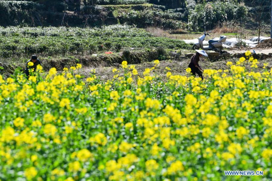 Villagers in Guizhou busy with farm work in early spring