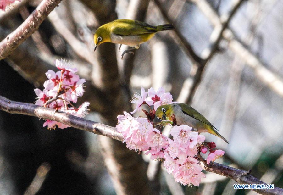 White-eye birds at garden near Xuanwu Lake in Nanjing