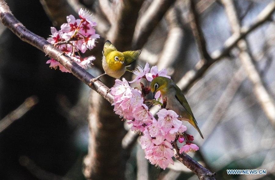 White-eye birds at garden near Xuanwu Lake in Nanjing