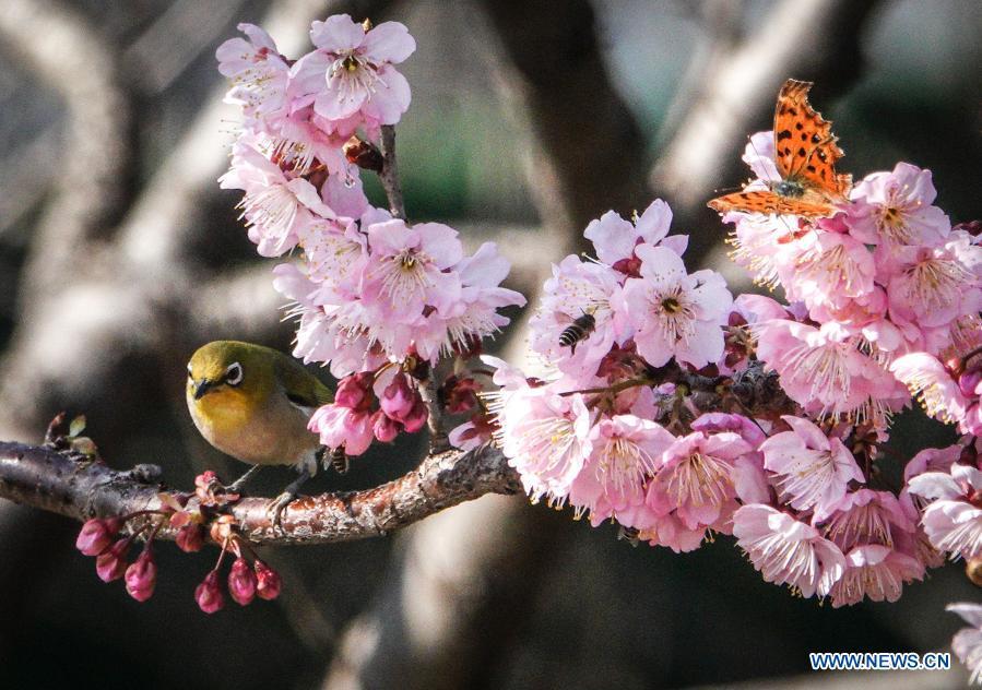 White-eye birds at garden near Xuanwu Lake in Nanjing