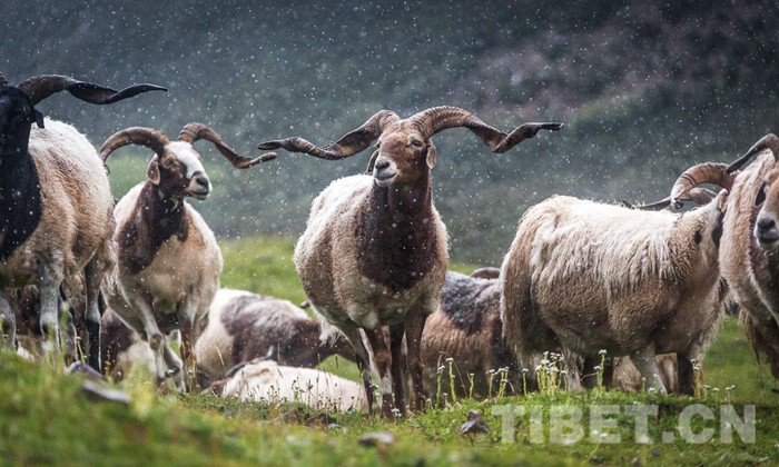 County in Tibet Autonomous Region thrives by developing sheep breeding industry