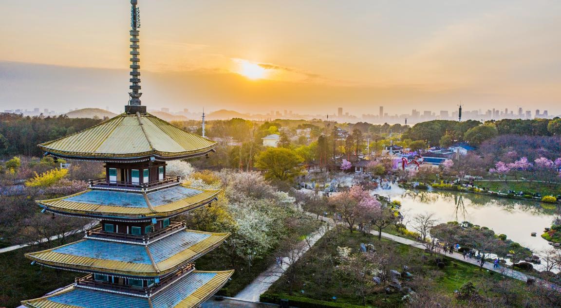 China’s Hubei province designs cherry blossom viewing activities to thank medical workers for dedication to COVID-19 fight