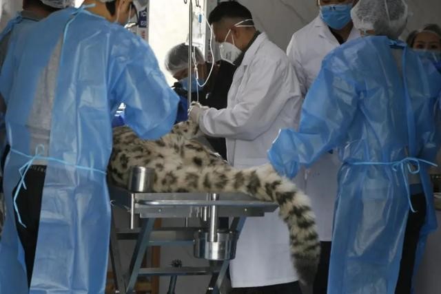 NW China's Qinghai releases snow leopard wearing satellite collar into wild