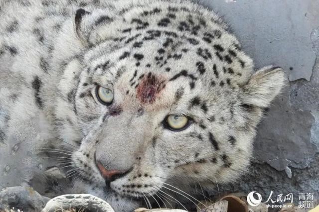 NW China's Qinghai releases snow leopard wearing satellite collar into wild