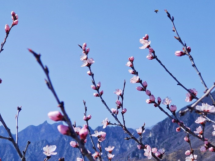 Peach flowers in full blossom at Mutianyu Great Wall