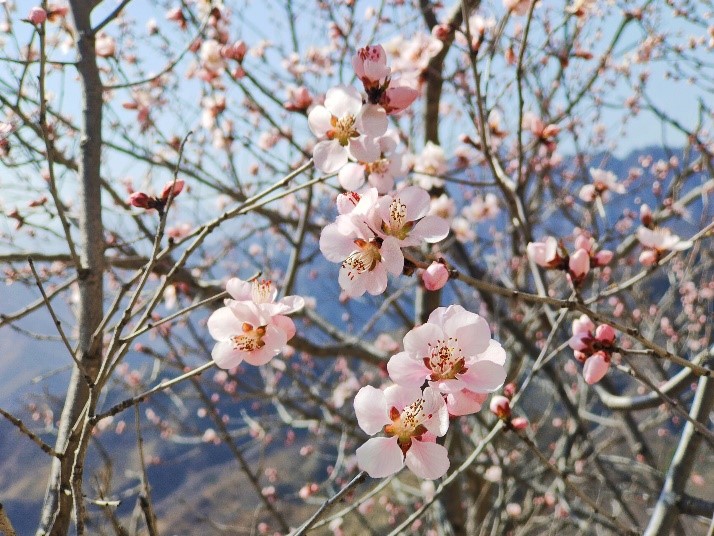 Peach flowers in full blossom at Mutianyu Great Wall