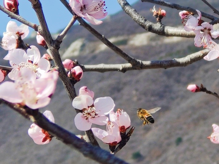 Peach flowers in full blossom at Mutianyu Great Wall